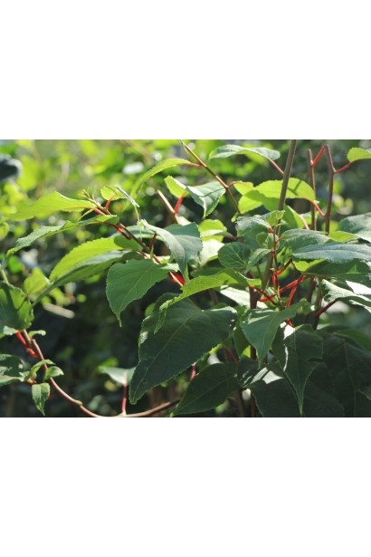 Актинідія аргута Вейк листя